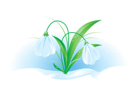 Illustration of snowdrops on white background for designのイラスト素材
