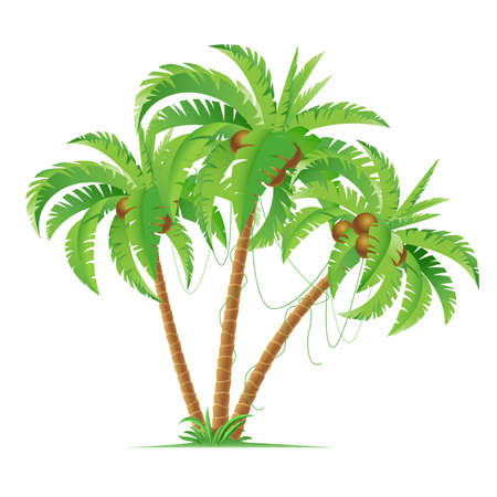 Three cartoon coconut palms.  Illustration on white backgroundのイラスト素材