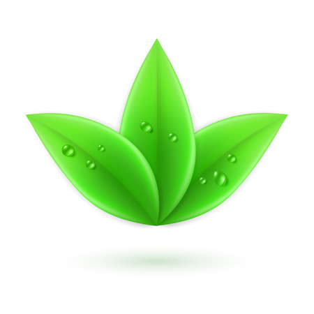 Three green leaves with water drops. Ecology and nature.のイラスト素材