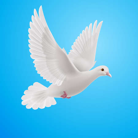 Realistic white dove on blue background. Symbol of peaceのイラスト素材