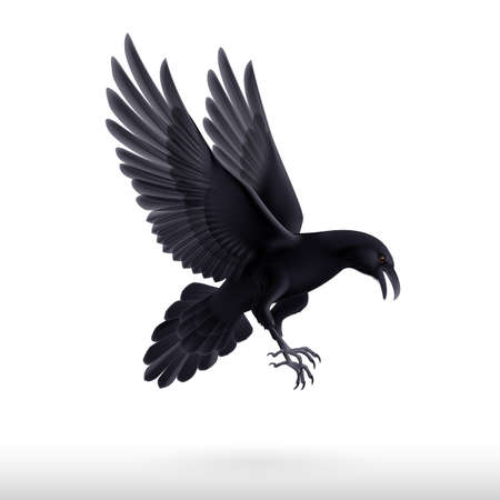 Illustration of flying black raven isolated on white backgroundのイラスト素材
