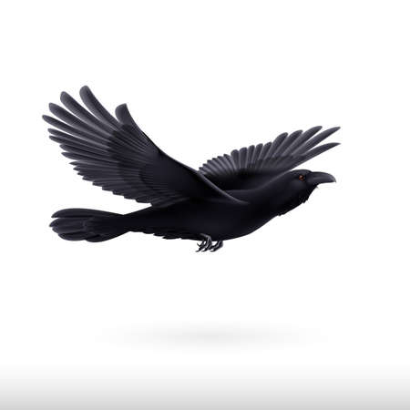 Black crow precipitously flying on the white backgroundのイラスト素材