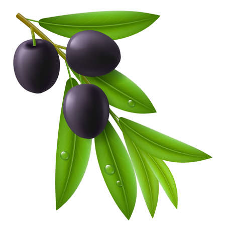 Branch of olive tree with ripe black olives and green leaves with drops on them.のイラスト素材