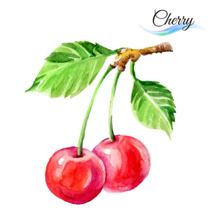 Cherry drawing watercolor isolated on white backgroundのイラスト素材