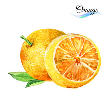 Watercolor fruit orange isolated on white backgroundのイラスト素材