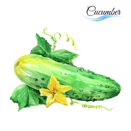 Watercolor cucumber isolated on a white backgroundのイラスト素材