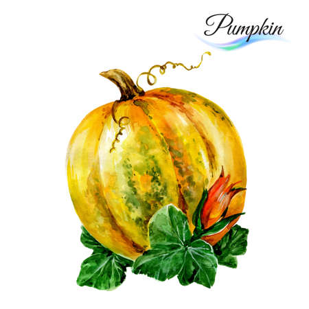 Watercolor vegetables pumpkin isolated on white backgroundのイラスト素材