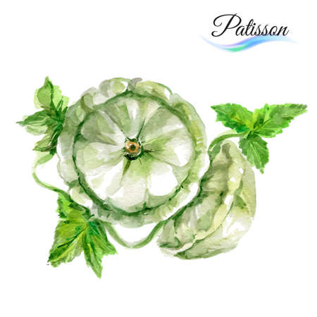Watercolor vegetables patisson isolated on white backgroundのイラスト素材