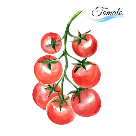 Watercolor vegetables red tomato isolated on white backgroundのイラスト素材