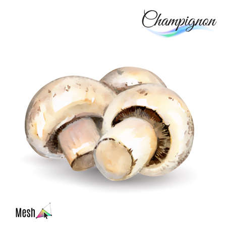 Watercolor champignon plant isolated in white backgroundのイラスト素材