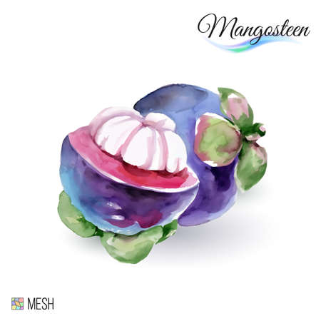 Hand-Drawn Watercolor Painting Mangosteen Fruit on Whiteのイラスト素材