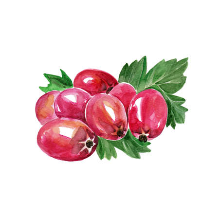 Watercolor Hawthorn. Hand Drawn Illustration Organic Food Vegetarian Ingredientの写真素材