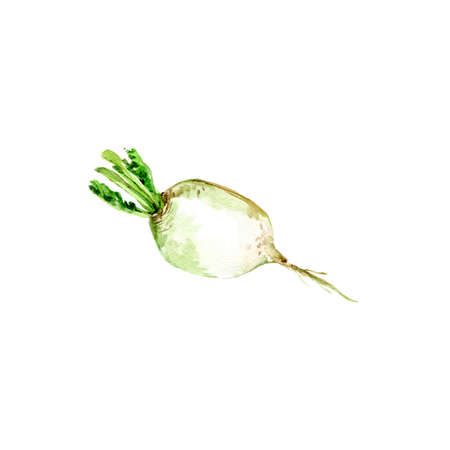 Watercolor Turnip. Hand Drawn Illustration Organic Food Vegetarian Ingredientの写真素材