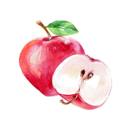 Watercolor Apple. Hand Drawn Illustration Organic Food Vegetarian Ingredientの写真素材