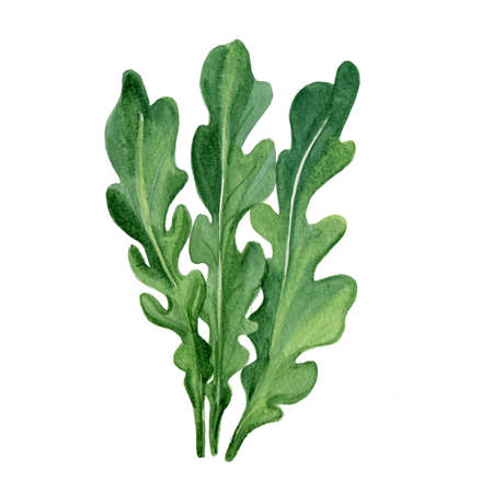 Watercolor Arugula. Hand Drawn Illustration Organic Food Vegetarian Ingredientの写真素材