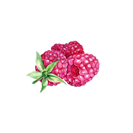 Watercolor Raspberry. Hand Drawn Illustration Organic Food Vegetarian Ingredient