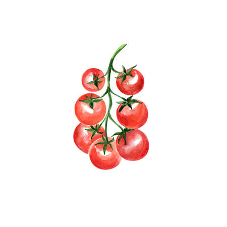 Watercolor Cherry Tomato. Hand Drawn Illustration Organic Food Vegetarian Ingredientの写真素材