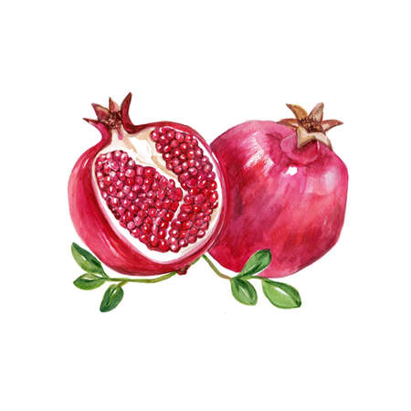 Watercolor Garnet. Hand Drawn Illustration Organic Food Vegetarian Ingredientの写真素材