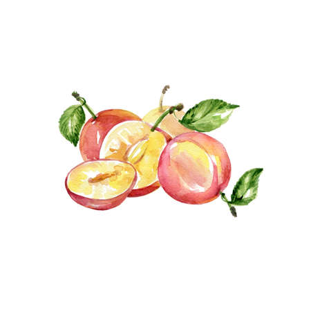 Watercolor Fresh Plum. Hand Drawn Illustration Organic Food Vegetarian Ingredientの写真素材