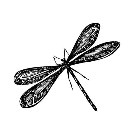 Black odonata on white painted a gel pen.のイラスト素材