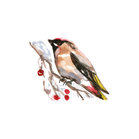 Watercolor Bird European Goldfinch, Latin name - Carduelis carduelis, Perched on a Branch. Hand Drawn Illustration on White Backgroundのイラスト素材