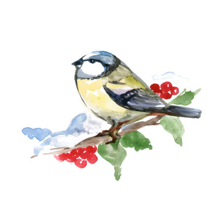 Watercolor Small Tit Bird on a Rowan Berry Tree Branch. Hand Drawn Illustration on White Background for Design.のイラスト素材