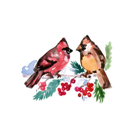 Watercolor Bird Cardinal, Latin name - Cardinals, Male and Female on a Rowan Berry Tree Branch. Hand Drawn Illustration on White Background.のイラスト素材