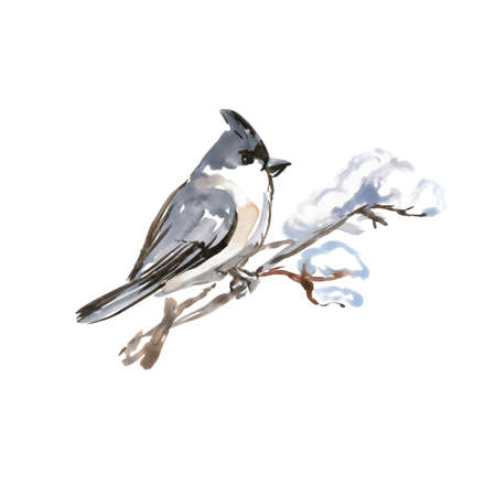 Watercolor Bird Bohemian Waxwing, Latin name -Bombycilla garrulus, on a Branch. Hand Drawn Illustration on White Background.のイラスト素材