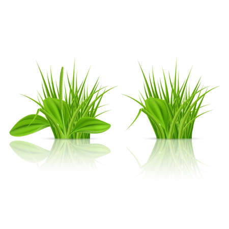 Green grass Elements for Design and Decorate. Illustration on White Backgroundのイラスト素材