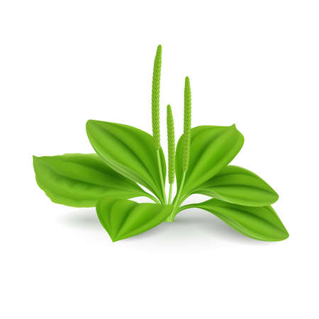 Green Leaves Plantago major (Broad-leaf Plantain, white Mans Foot, or Greater Plantain). Herb Cosmetic Plantのイラスト素材
