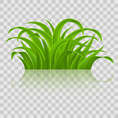 Green grass Elements for Spring or Nature Design. Illustration on Transparent Background for Creative Ideasのイラスト素材