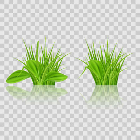 Green grass Elements for Design and Decorate. Illustration on Transparent Backgroundのイラスト素材
