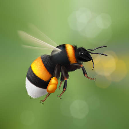 Illustration of Flying Bumblebeeのイラスト素材