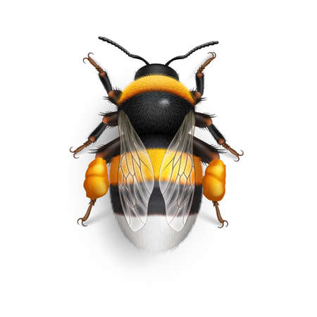 Illustration of Bumblebee Species Bombus Terrestris Common Name Buff-Tailed Bumblebee or Large Earth Bumblebee. Top View on White Backgroundのイラスト素材