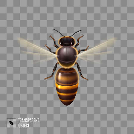 Realistic Honey Bee. Detailed Illustration of a Worker Bee on Transparent Background. Macro Insect, Concept of Food Industry, or Beekeepingのイラスト素材