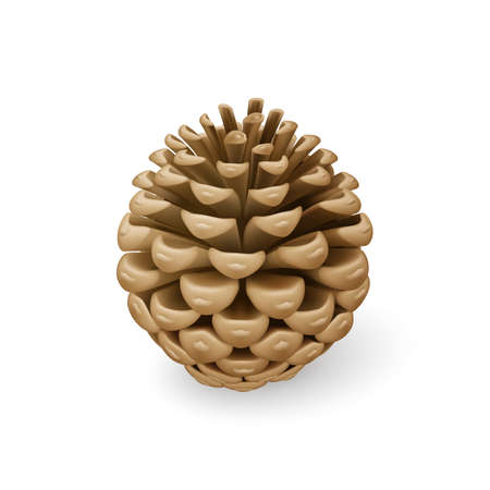 Close Up of Dried Brown Pine Cone. Single Decorative Woody Fruit of a Conifer Tree. Christmas Decoration, Holiday Decorative Concept on White Backdropのイラスト素材