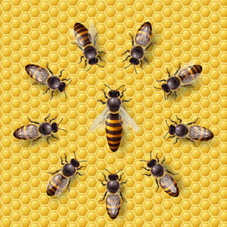 Realistic Bee Queen Mother on a Honeycomb and Bee Workers Around Her - Life of Bee Colony Simple Icon. Macro Insect, Concept of Food Industry, or Beekeepingのイラスト素材