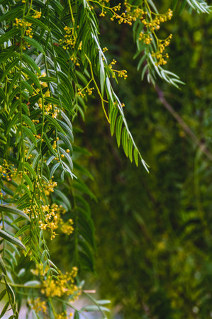 Macro photograph of green leaves and yellow blossoms on a tree branch with natural blurred background, highlighting natureâs detail and springtime freshness.の写真素材