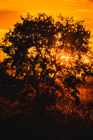 Close-up silhouette of a tree during sunset with glowing sunlight bursting through the leaves, creating a dreamy golden-orange atmosphere in a peaceful rural scene.の写真素材