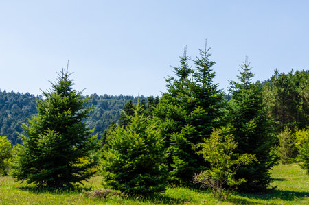Spring scene with green fir trees in Flabouritsa valley, a beautiful nature reserve in Mount Helmos, Corinth, Greece.の写真素材