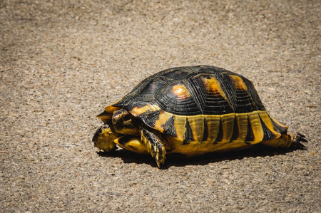 A turtle walking across a sunlit asphalt road, captured up close with sharp focus on its textured shell and legs, in natural daylight.の写真素材
