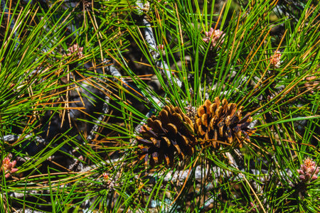 Close-up view of a pine cone surrounded by sharp green pine needles. High detail texture and vivid...