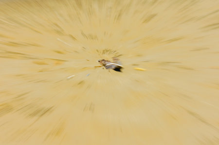 Zoom burst photo of a dry leaf on sand with radiating motion lines. Conceptual image evoking nature, time and decay through an abstract visual style.の写真素材