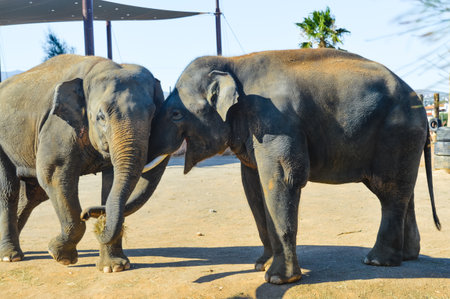 Two elephants playing together at Attica Zoological Park in Athens, Greece.の写真素材