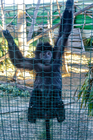 Black monkey behind fence at Attica Zoological Park in Athens, Greece.