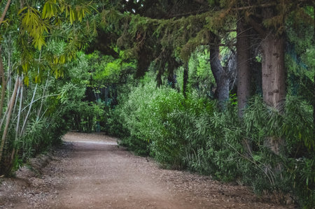 Forest path in Diomedes Botanic Garden surrounded by trees in Chaidari, Greece.の写真素材