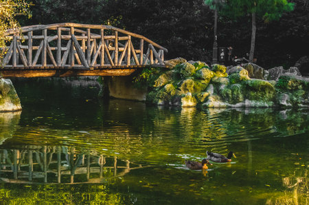 Wooden bridge and ducks on pond in National Garden Athens, Greece.の写真素材