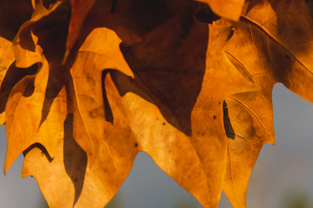 Close-up of autumn brown leaves with texture details in Greece.の写真素材