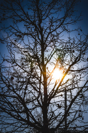 Winter tree silhouette with sunlight through branches.の写真素材
