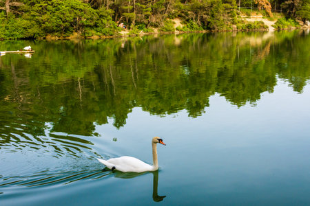 White swan swimming in Beletsi Lake, Attica, Greece with green forest reflection.の写真素材